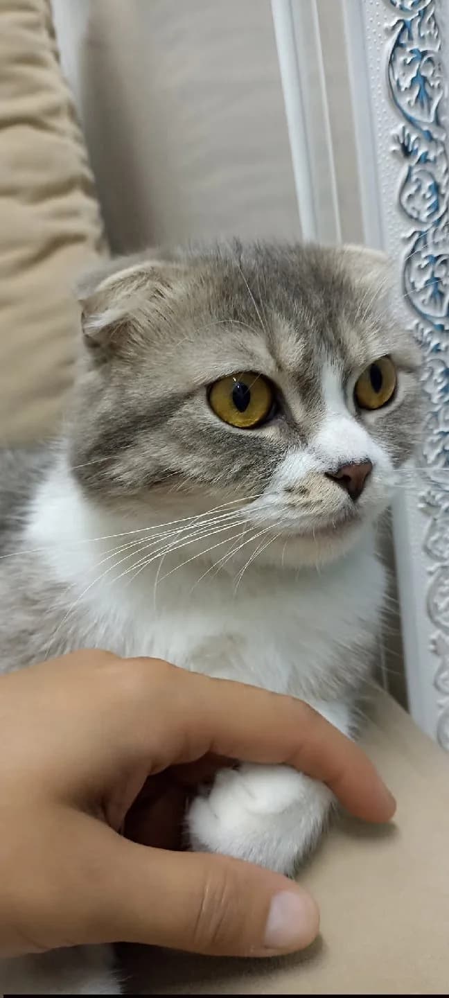 Cins kedi sahiplendirmek istiyorum