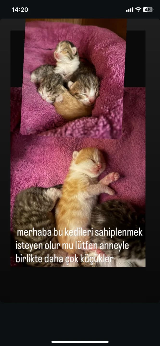 Anne ve Dört yavru kedi