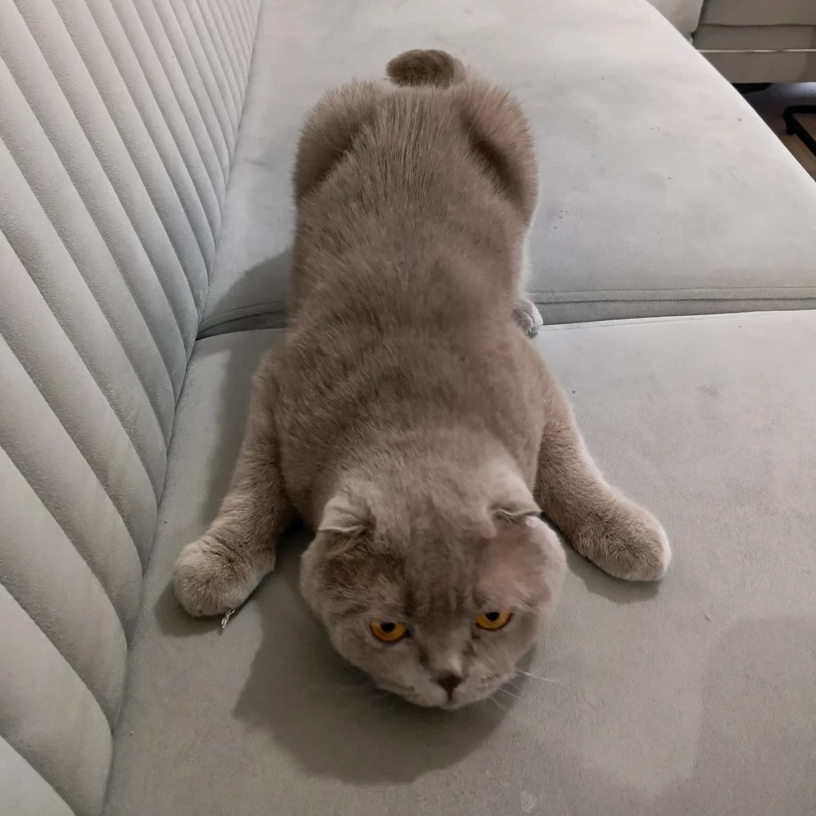 5 YAŞINDA ERKEK KISIRLAŞTIRILMIŞ SCOTTİSH EVLENECEĞİM İÇİN SAHİPLENDİRİYORUM