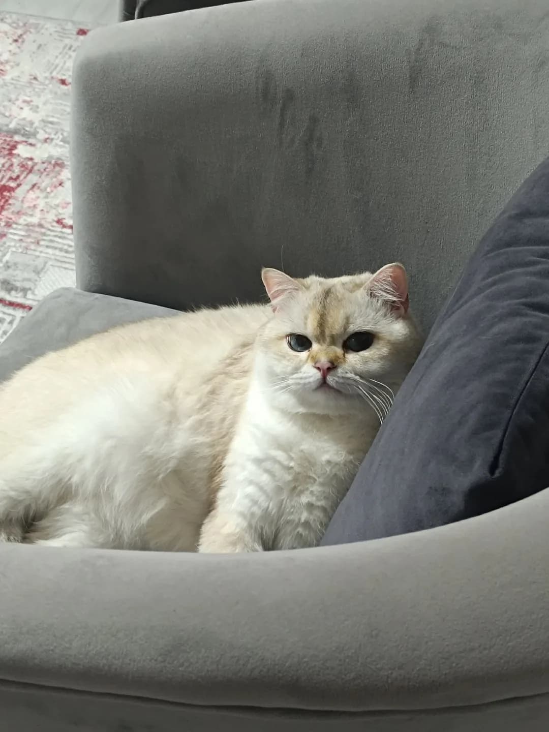 3 Yaşında Erkek Kısır Ücretsiz Kedi