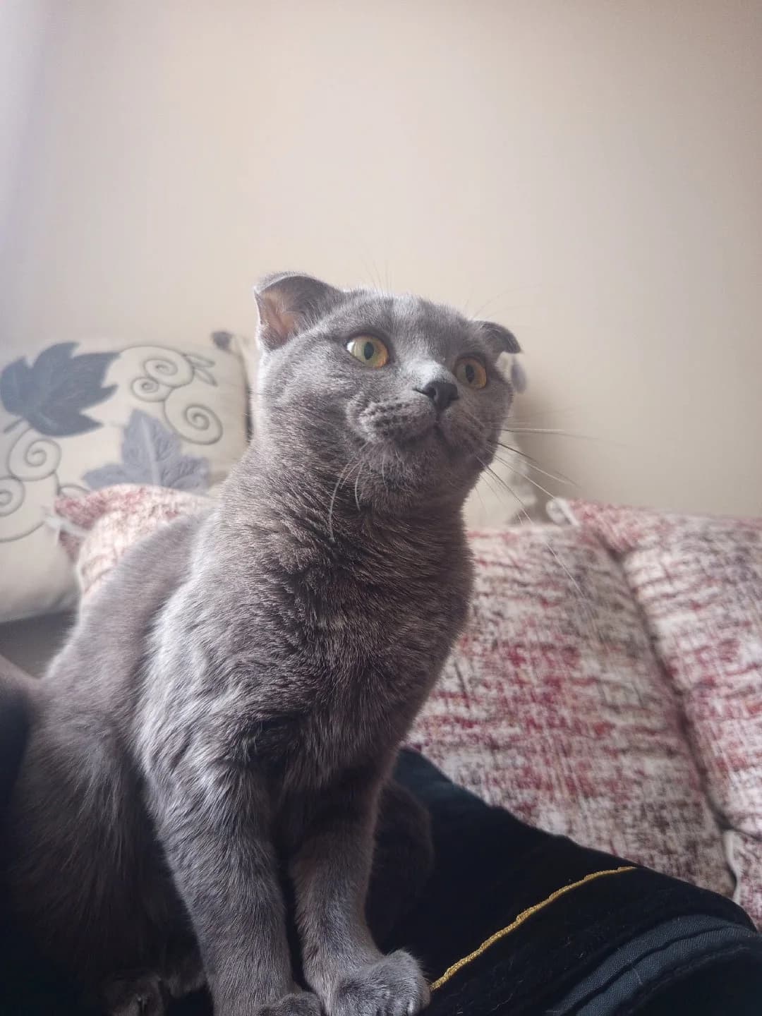 british gri kedi