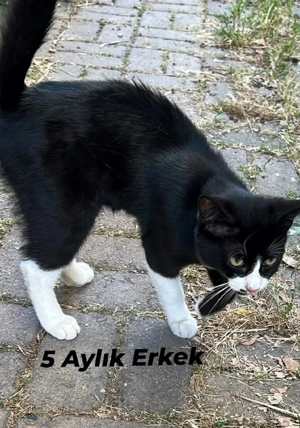 5 Aylık Erkek Canımız Ömürlük Yuvanıza Talip