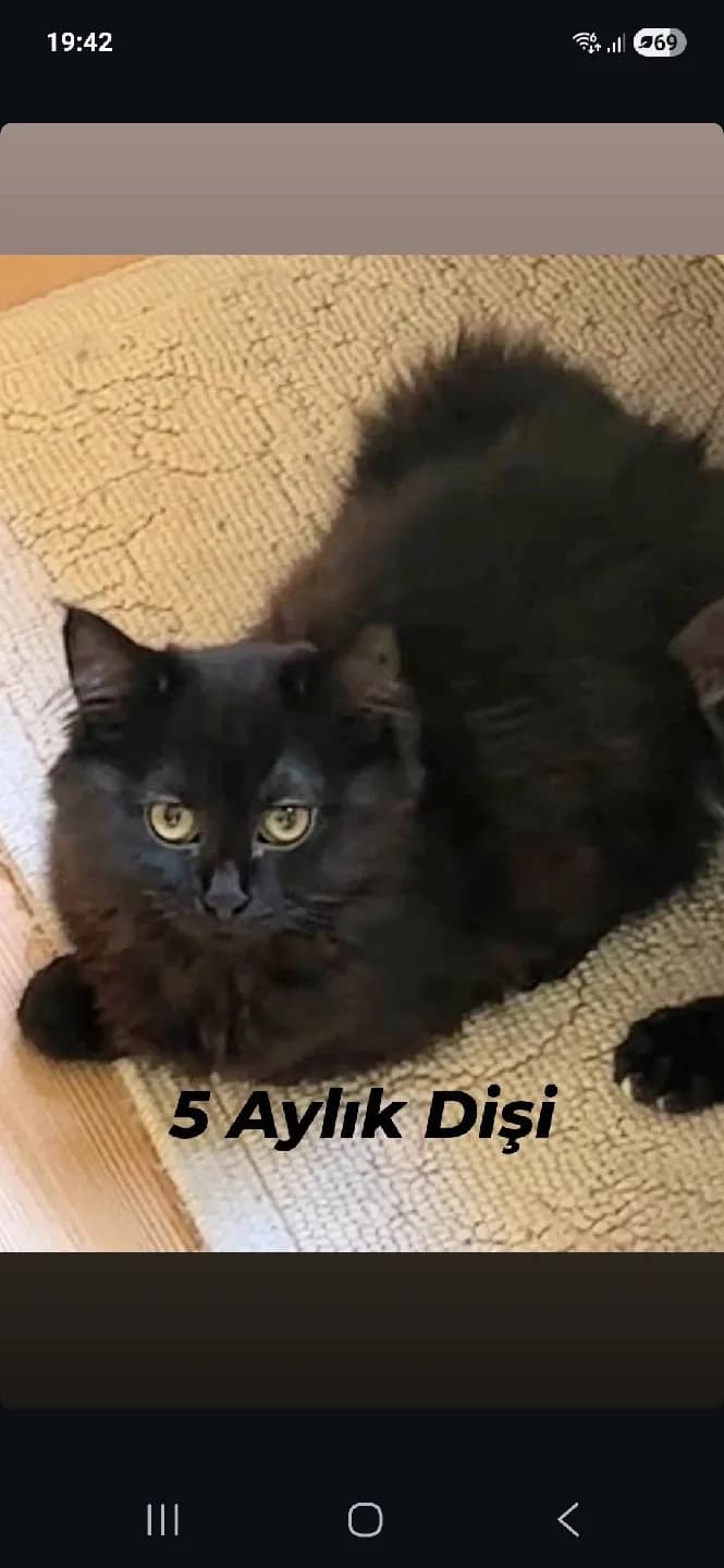 Badem 5 Aylık Dişi Kızımız Ömürlük Mutlu Yuvanıza Kavuşmak İçin Hazır 🫶