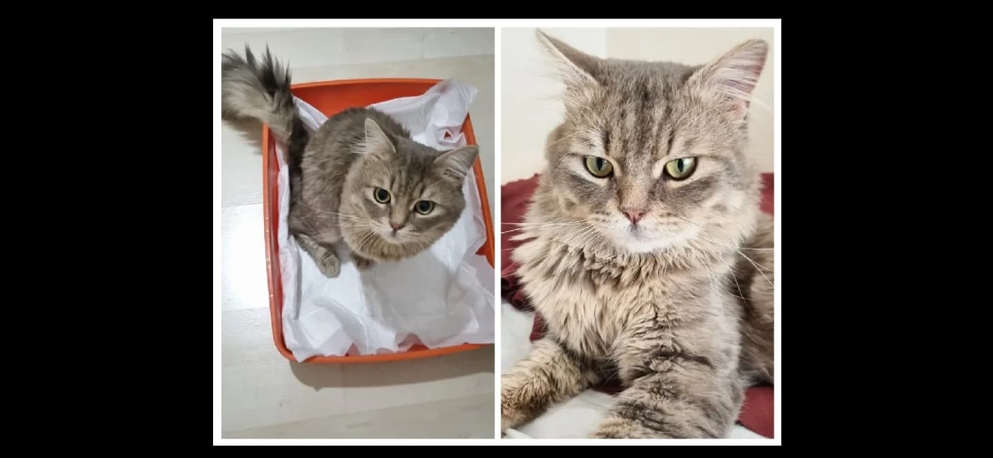 Adı Asil,uysal ,kısır ve yakışıklı oğlumuz sevgi dolu yuvanıza talip.Hikayesi bilinmiyor.