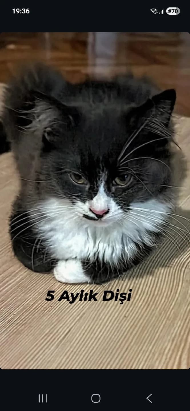 Prenses Yeni Yuvasına Kavuşmaya Hazır 🫶