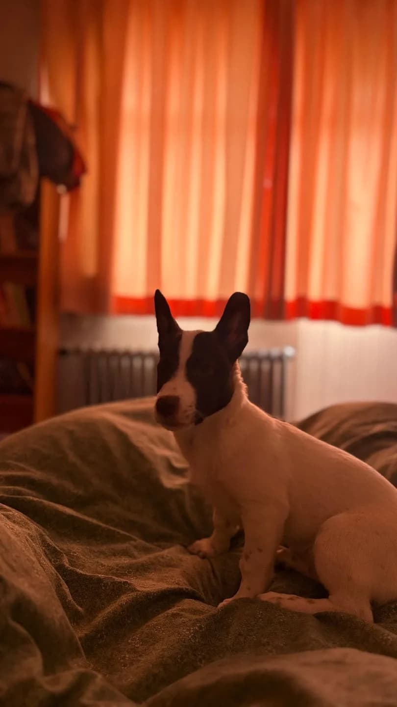 Acil yuva arıyoruz. Ücretsiz sahiplendirme.