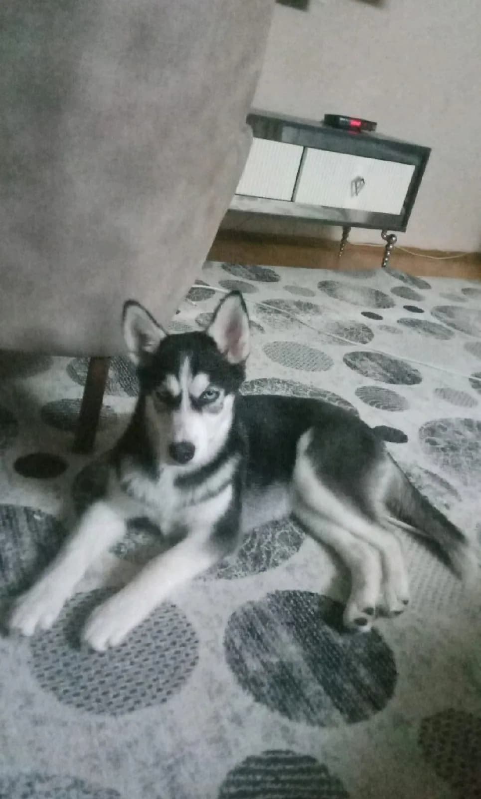 4 aylık husky safkan