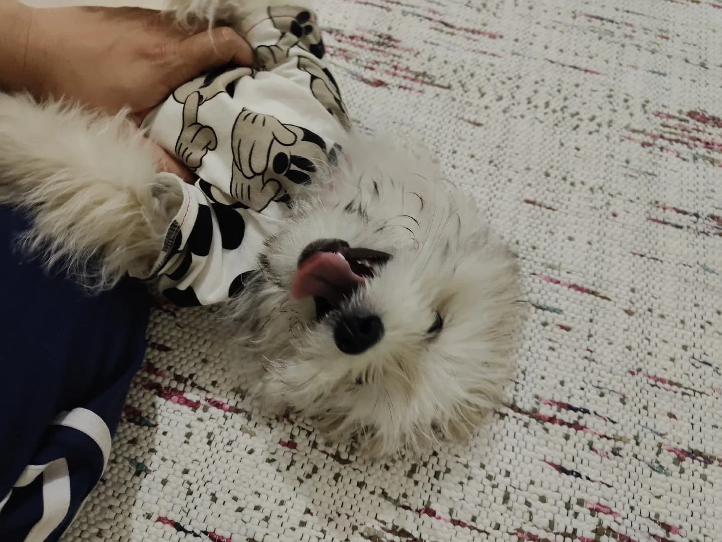 köpeğime yuva arıyorum