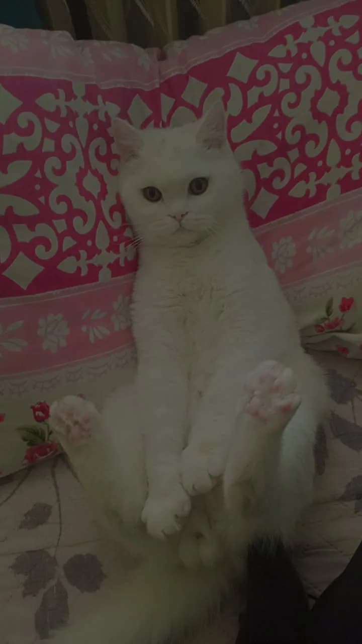 Ücretsiz sahiplendirme