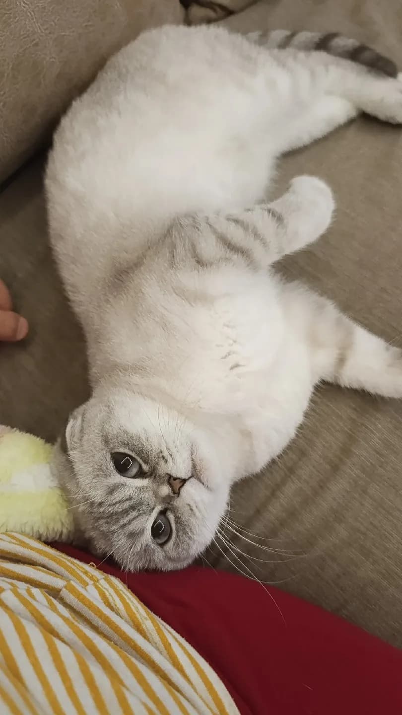 “British Fold – ücretsiz sahiplendirme, aşıları tam, ev kedisi”