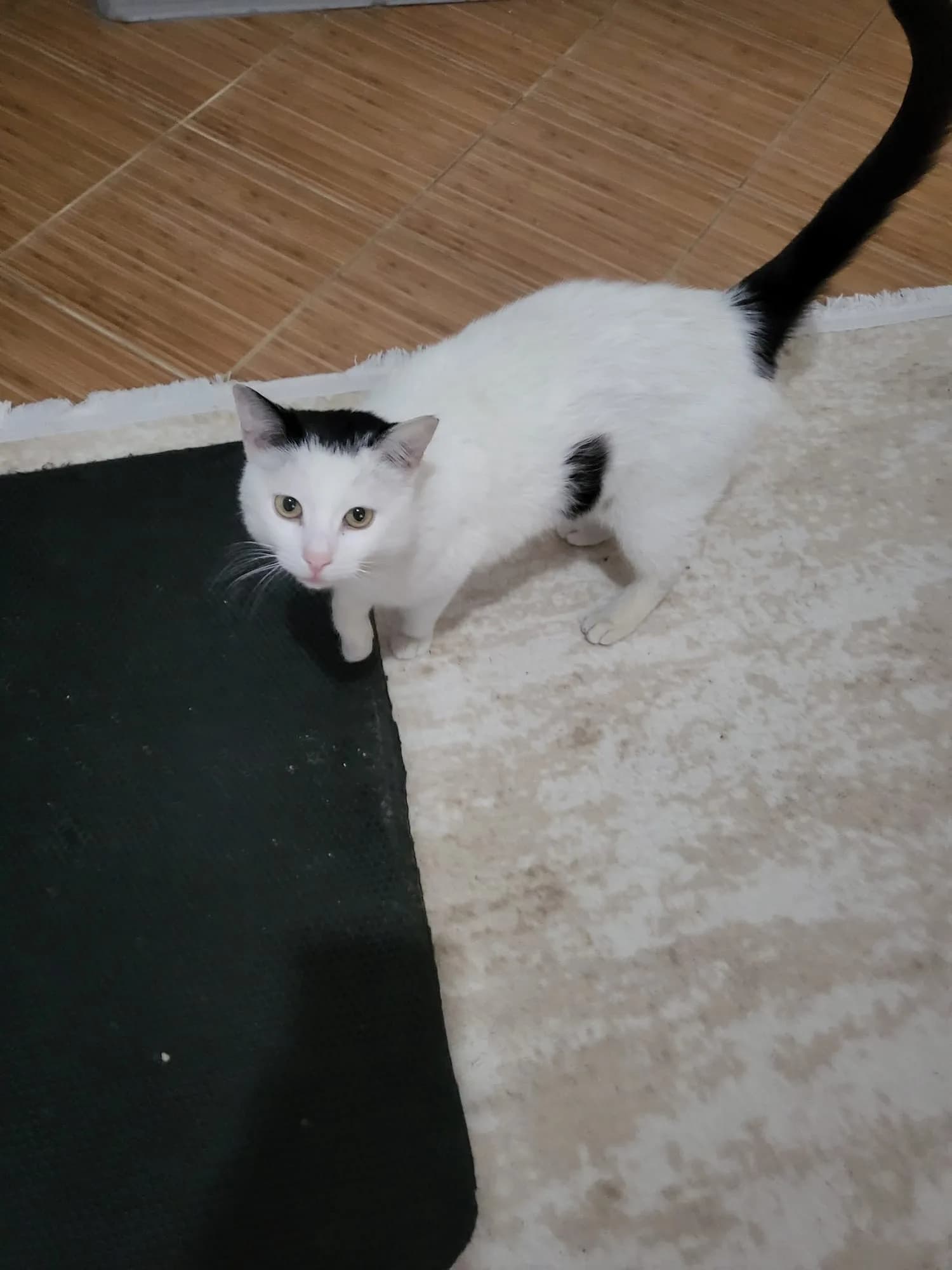 Sevgi dolu yuva arıyor