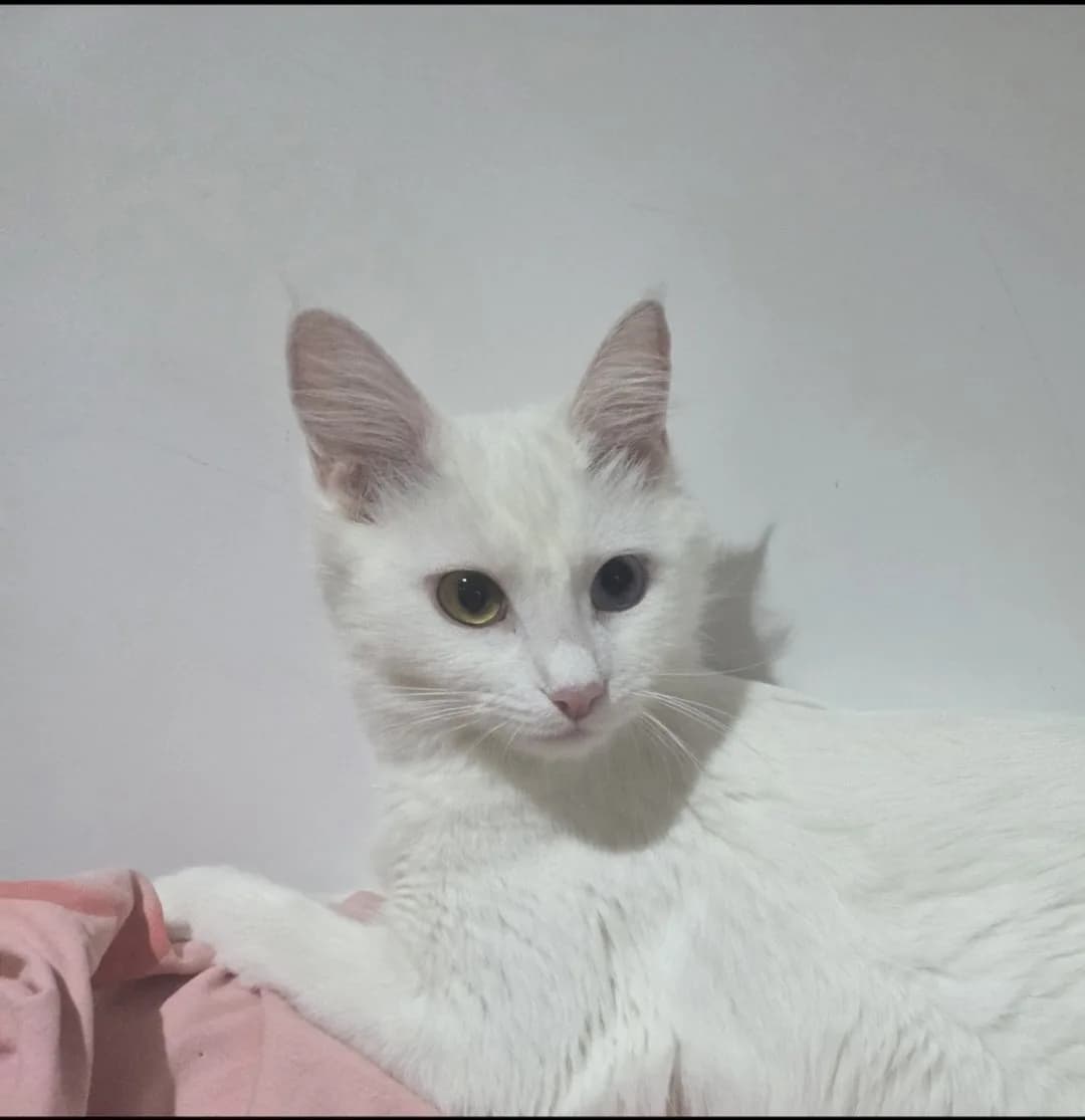 Sokaktan Kurtarılan Dünya Tatlısı Papatya: Kısırlaştı, Ömürlük Yuvasını Arıyor