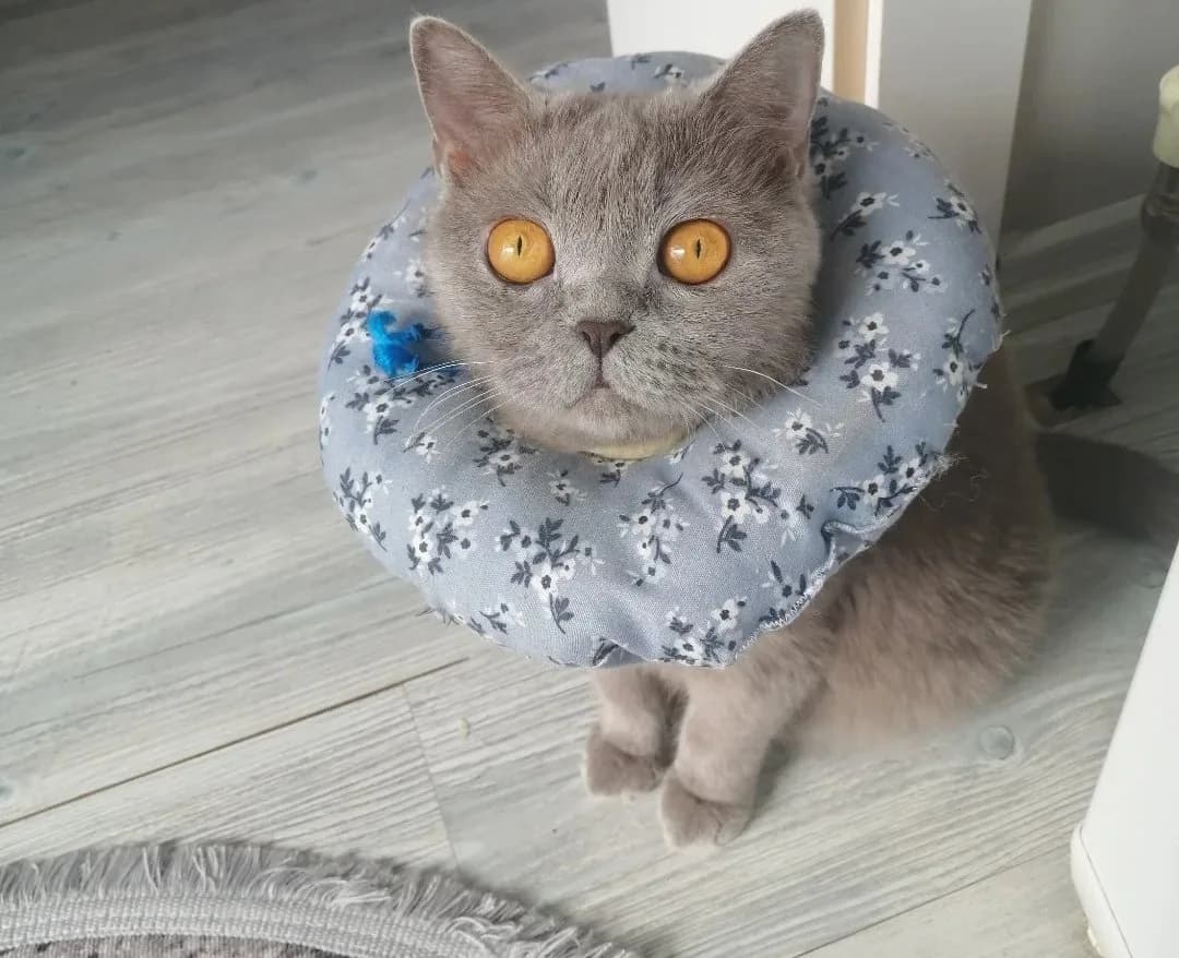 ücretsiz sahiplendirme