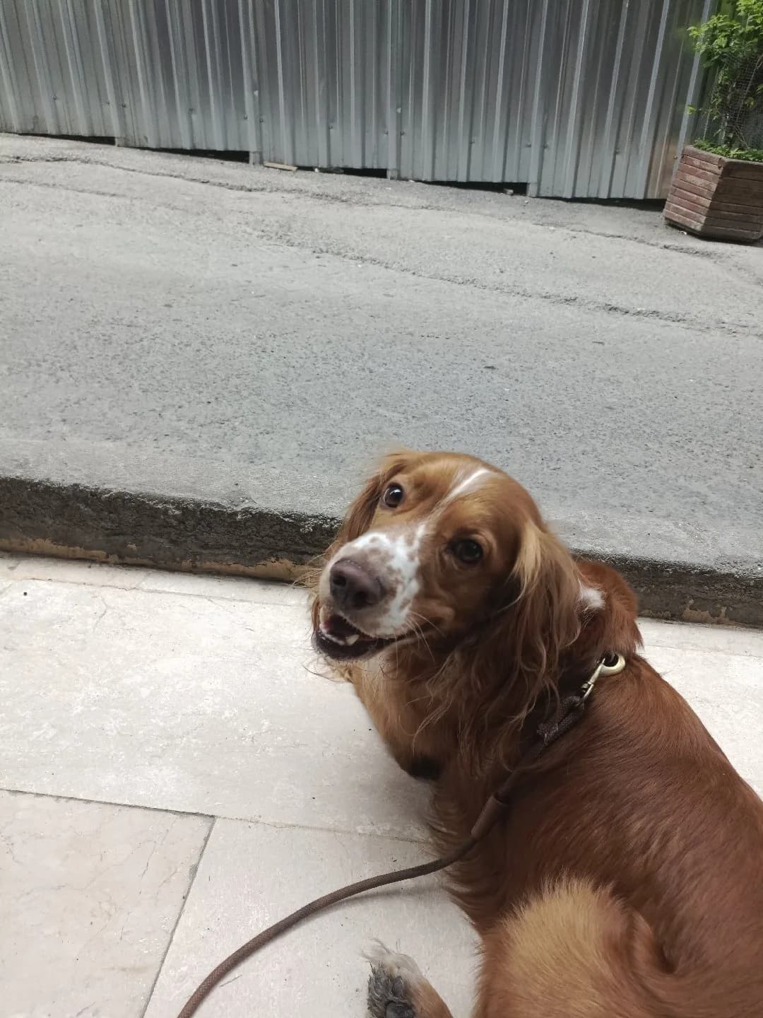 sahiplenmek isteyen ulaşsın 2 yaşında Woody erkek köpek