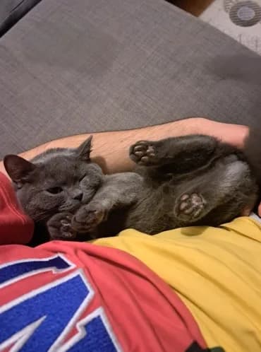 1.5 yaşında British Shorthair Erkek