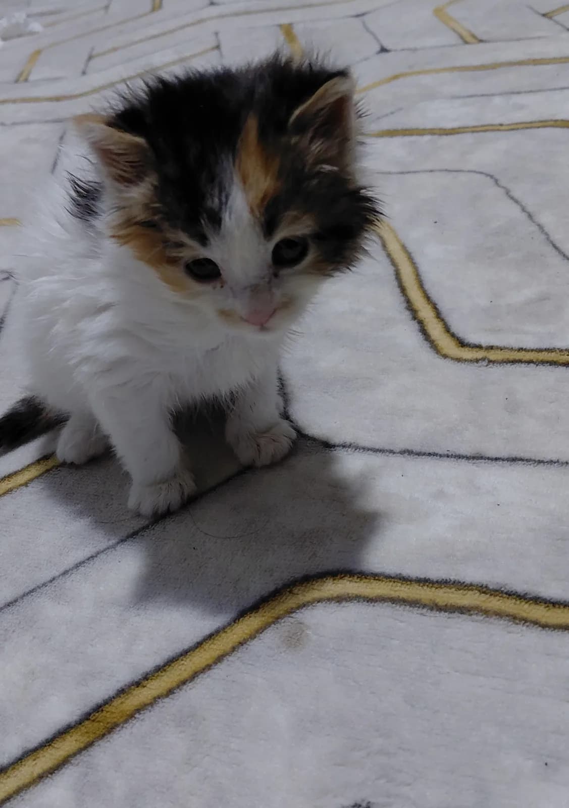 CALİCO YAVRU KEDİYE YUVA