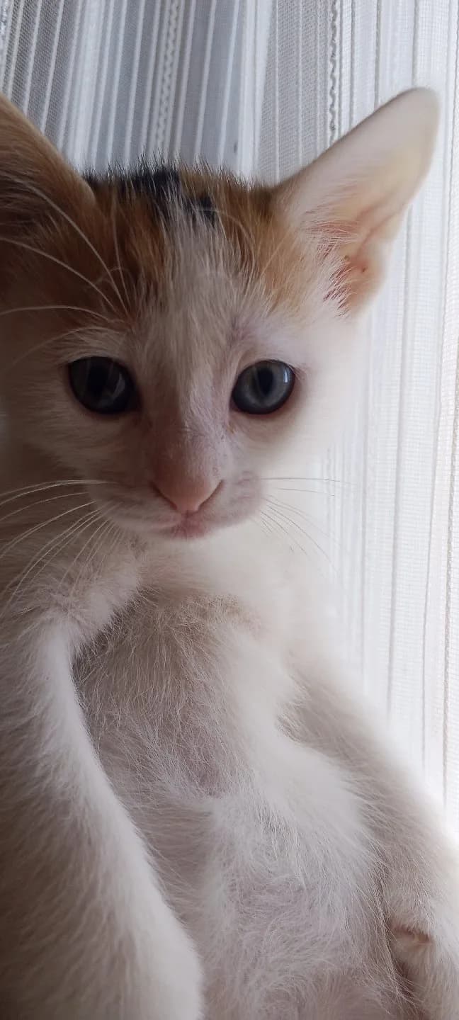 Tekir kedi