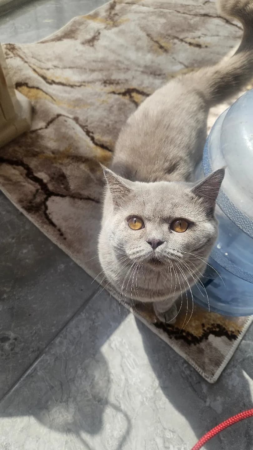 8 aylik bristhis kedimize yuva ariyoruz