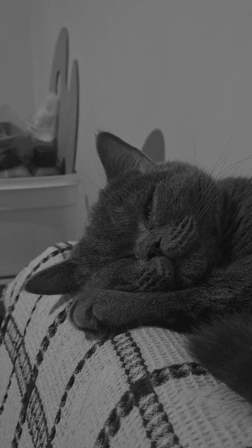 geçici sahiplendirme