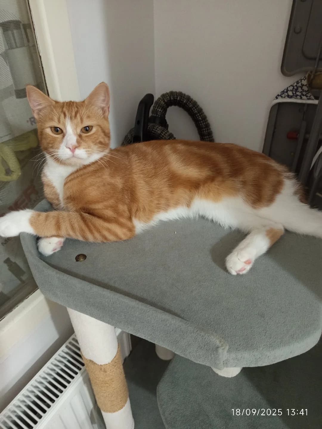 şaşkın kedi erkek❤️