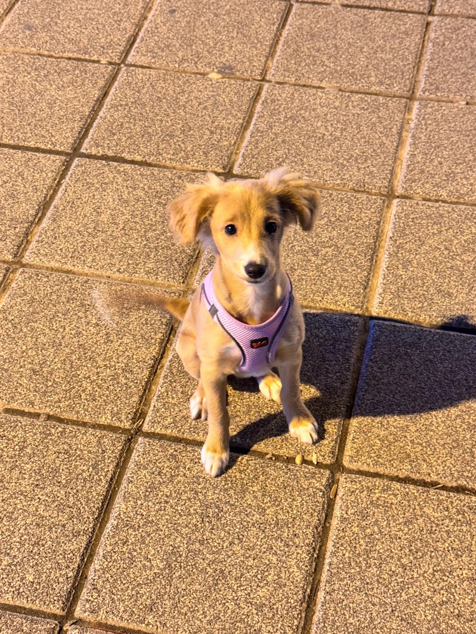 5 aylık yavru ücretsiz sahiplendiriyorum