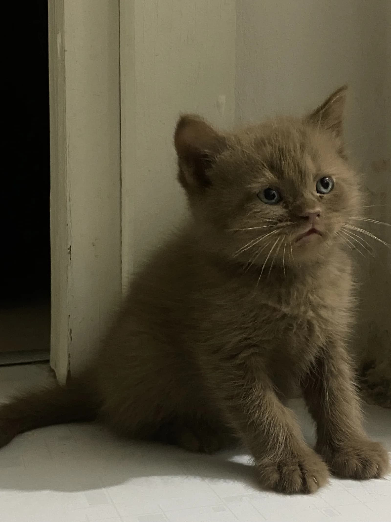 Yurtdışına çıkacağım acil sahiplendirmem lazım