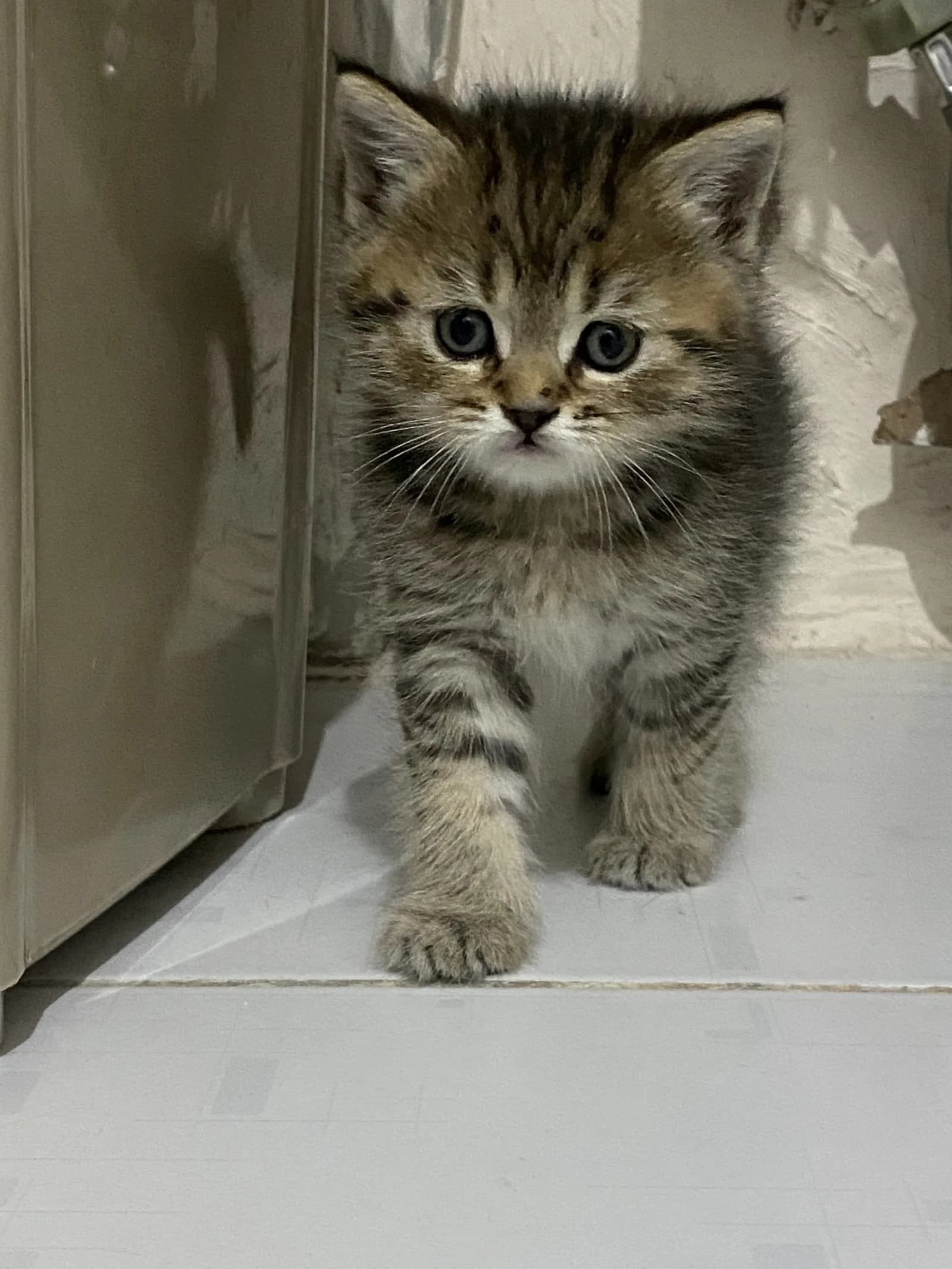 Yurtdışına çıkacağım için acil sahiplendirmem lazım