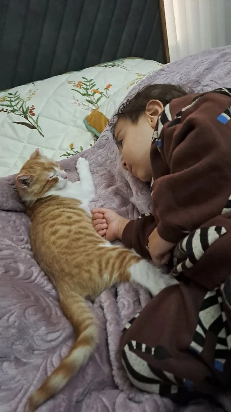 Sarman Kedi
