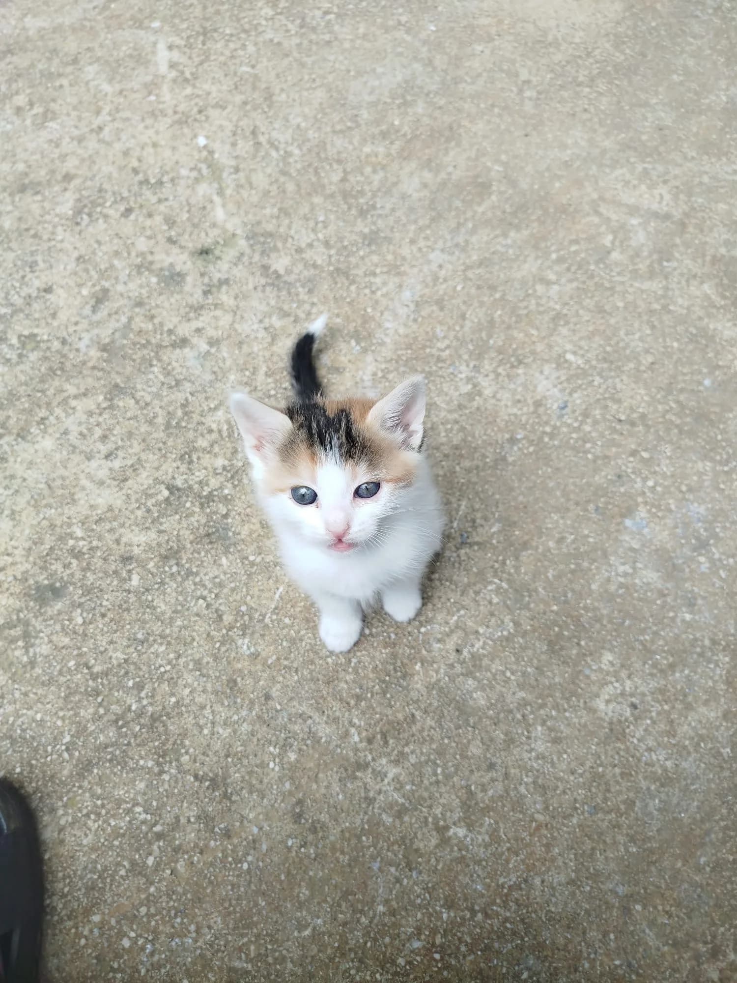 3 tane Güzel kizimi sahiplendiriyorum