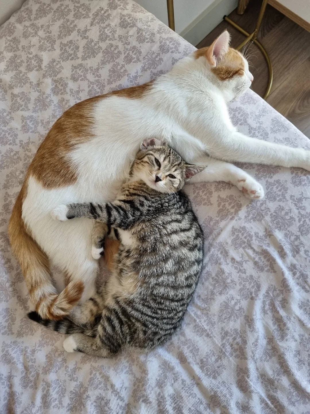 Bonita ile Tandiye yuvar arıyorum