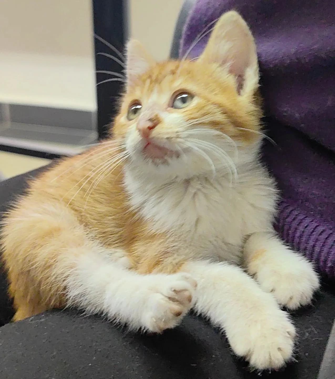 mır mır bebek yuva arıyor