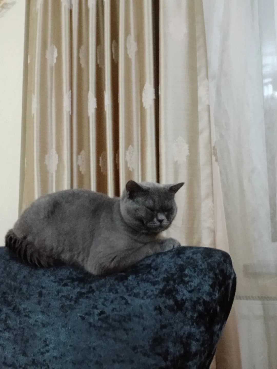 british shorthair