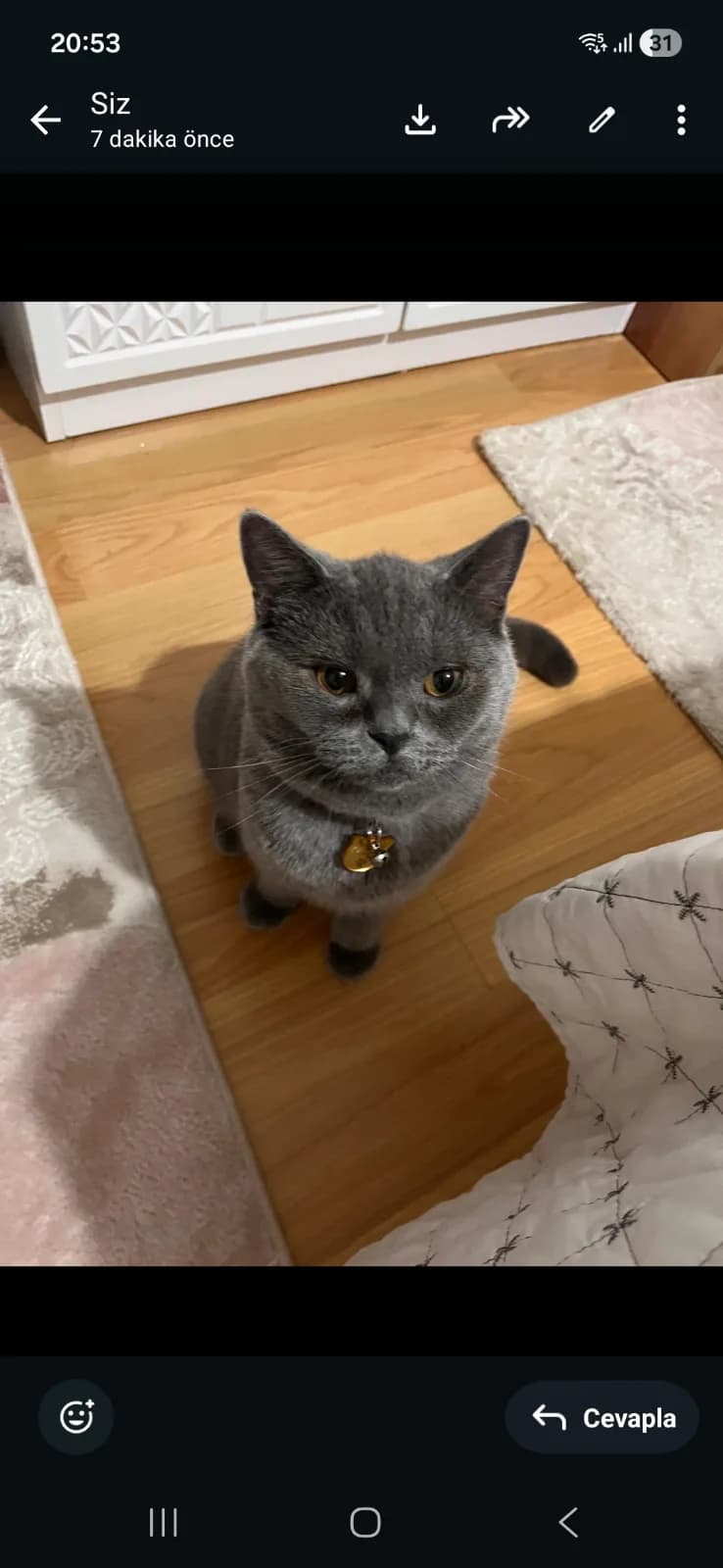 Kedimiz çok uysal ver sevecendir