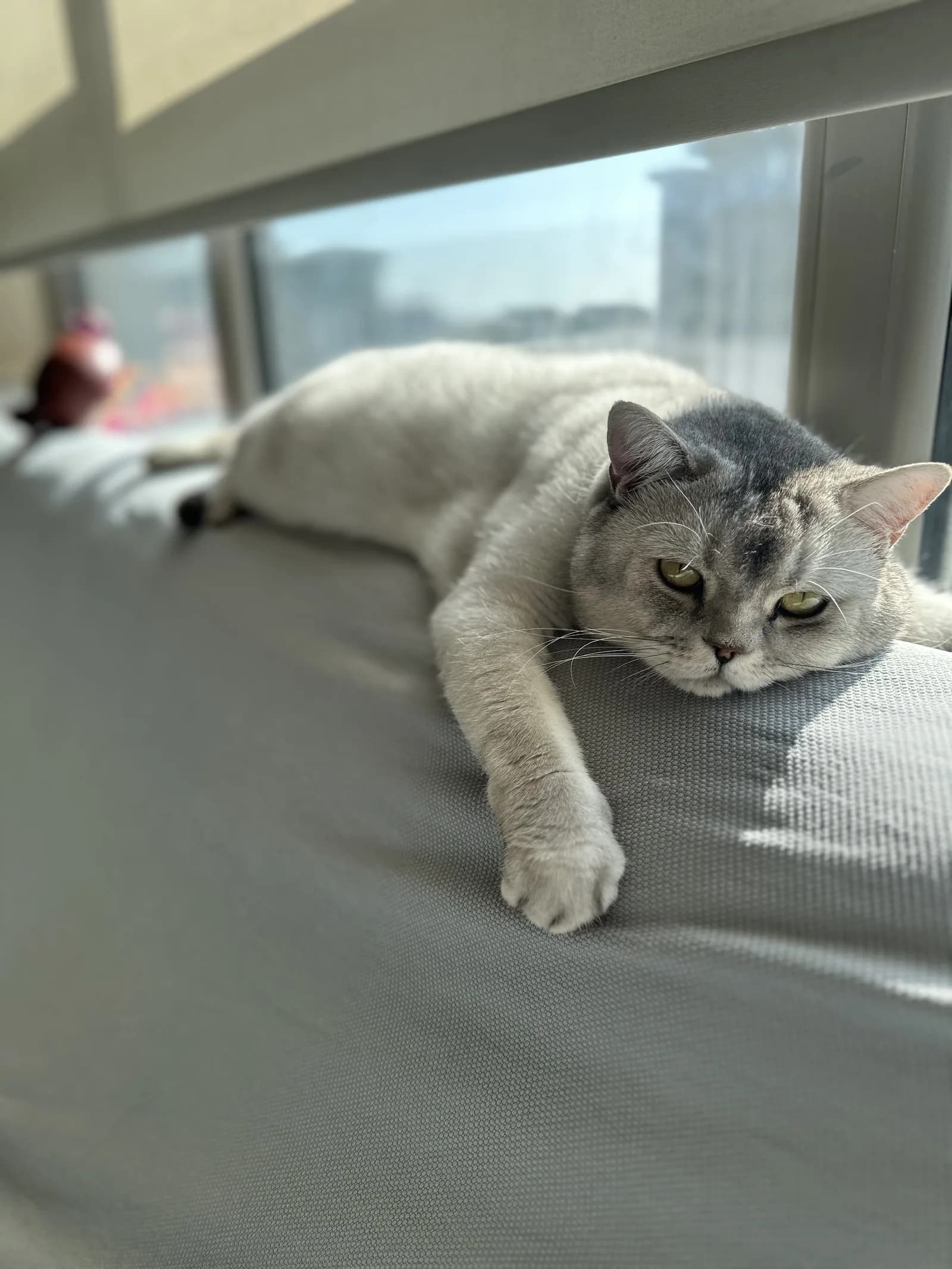 7 yaşında British Kedimiz için yuva