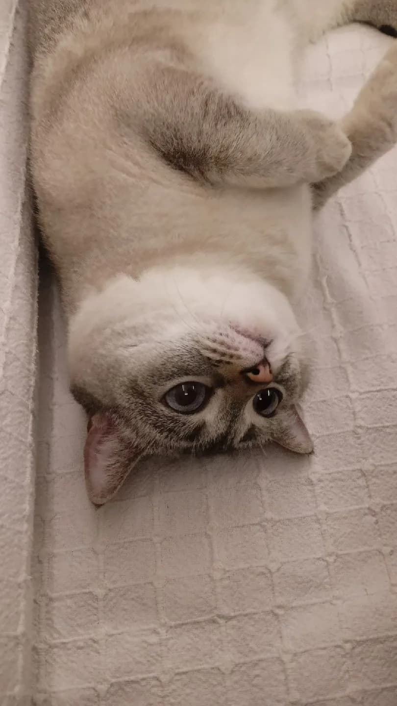 kızımız miaya yeni yuva