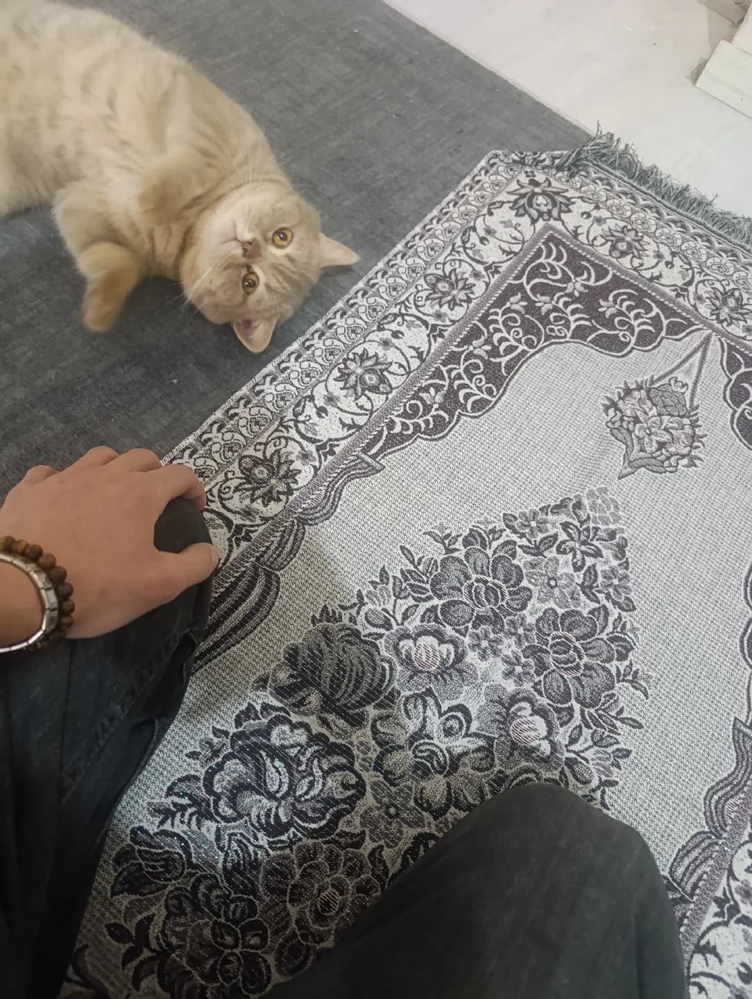 kedimi üzülerek sahipledirmek istiyorum