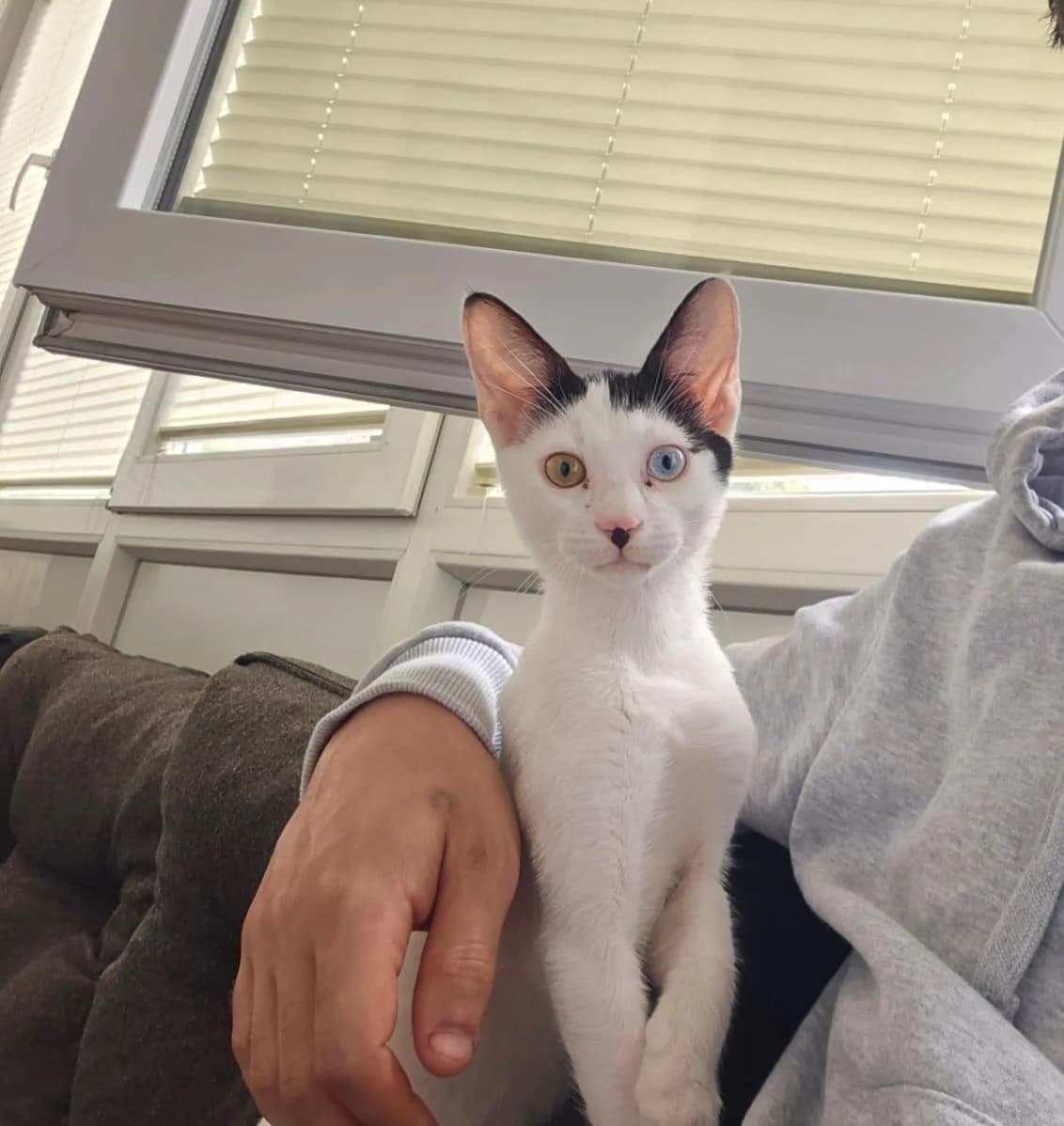 3 aylık Yavru Van kedisi