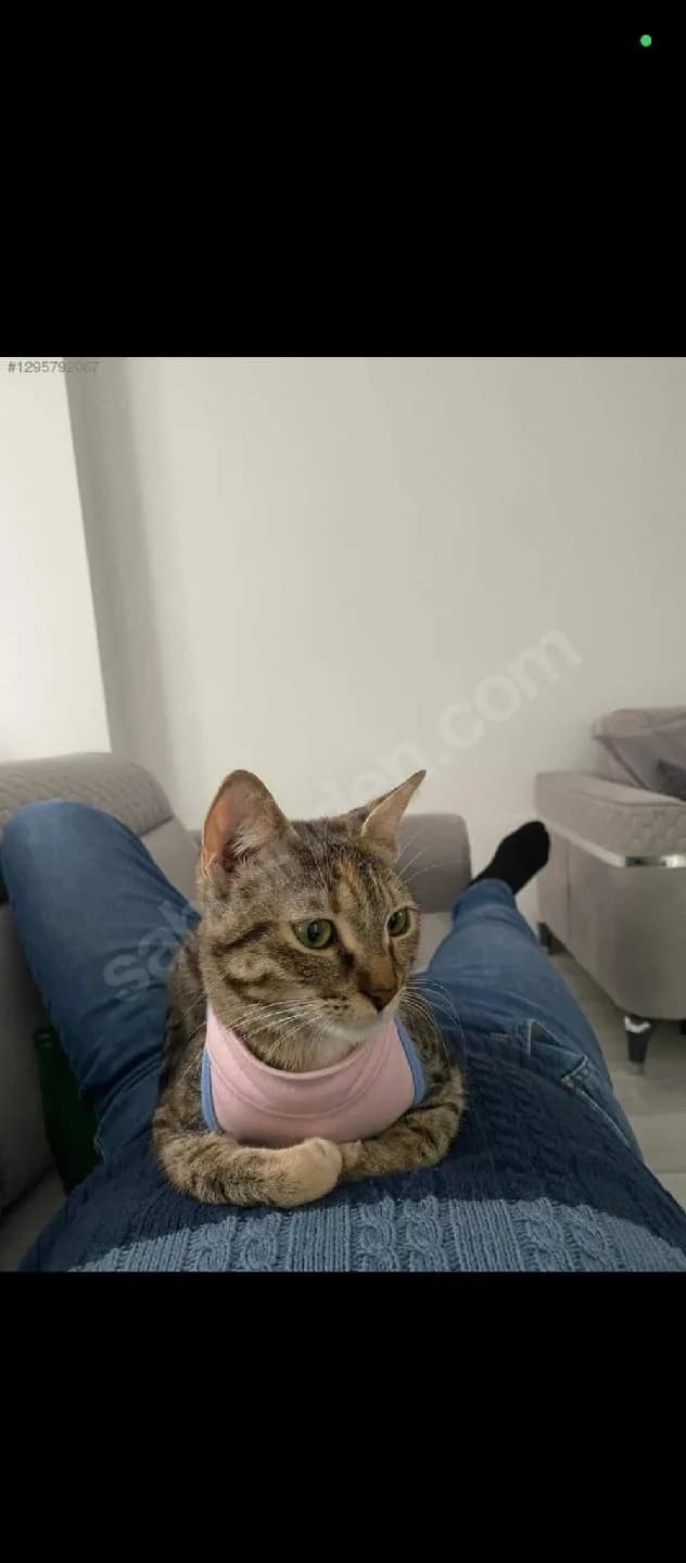 Nazlıya yuva olurmusun