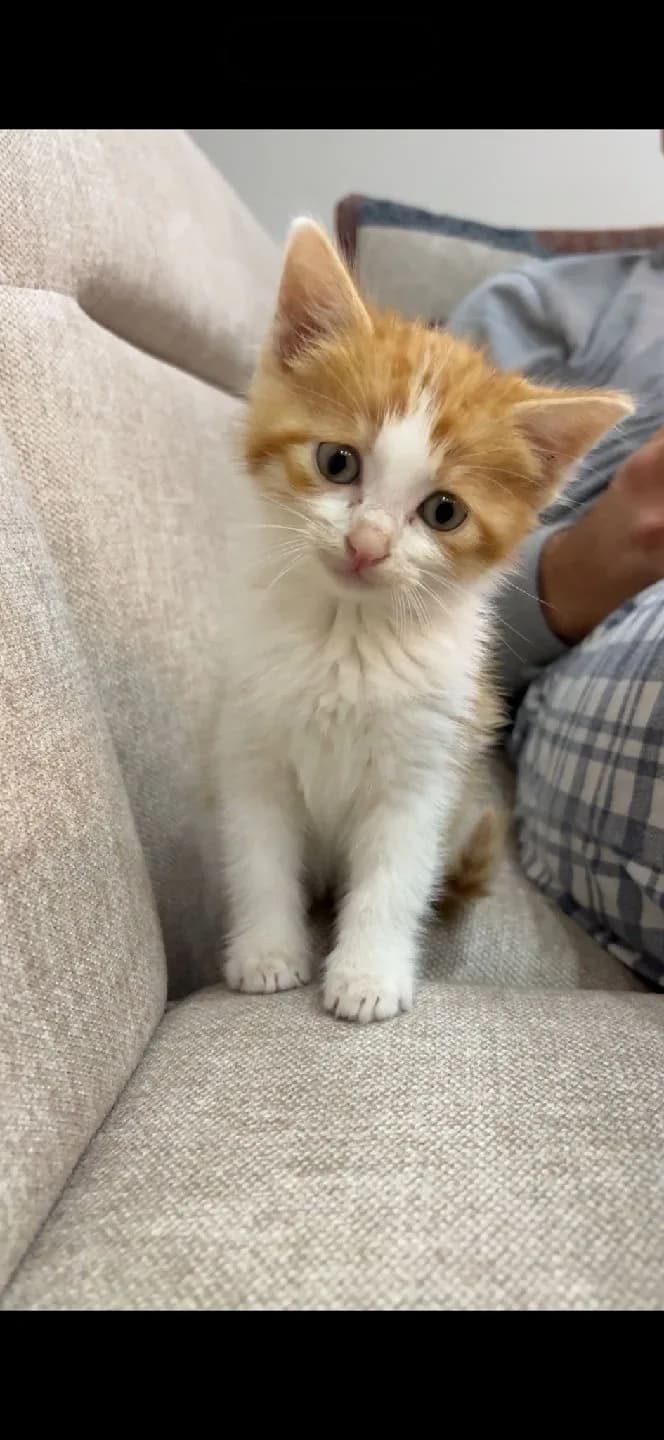 İran kedisi daha yavru çok akıllı