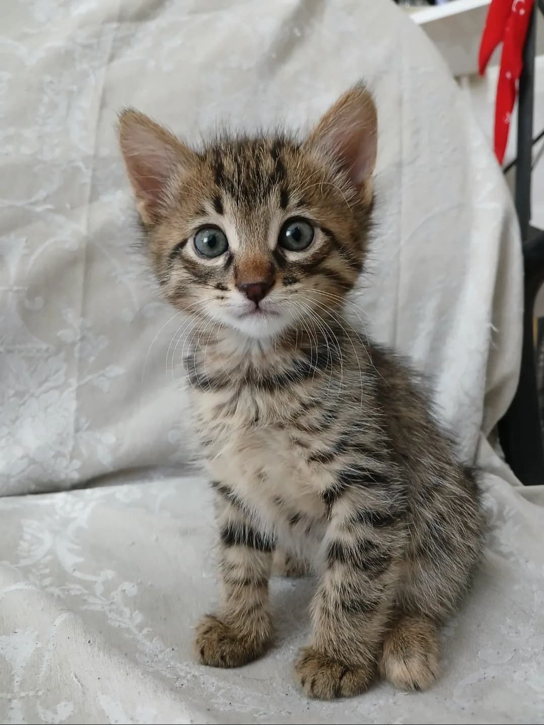 Evde doğan sevecen melek