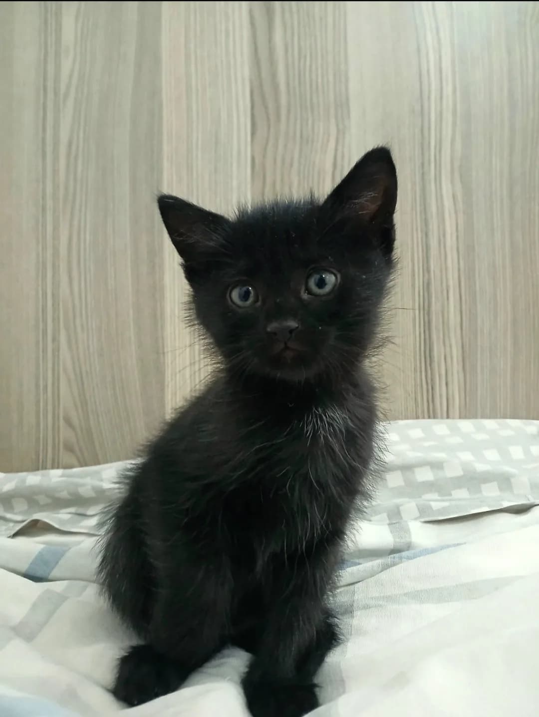 Evde doğan sevecen melek