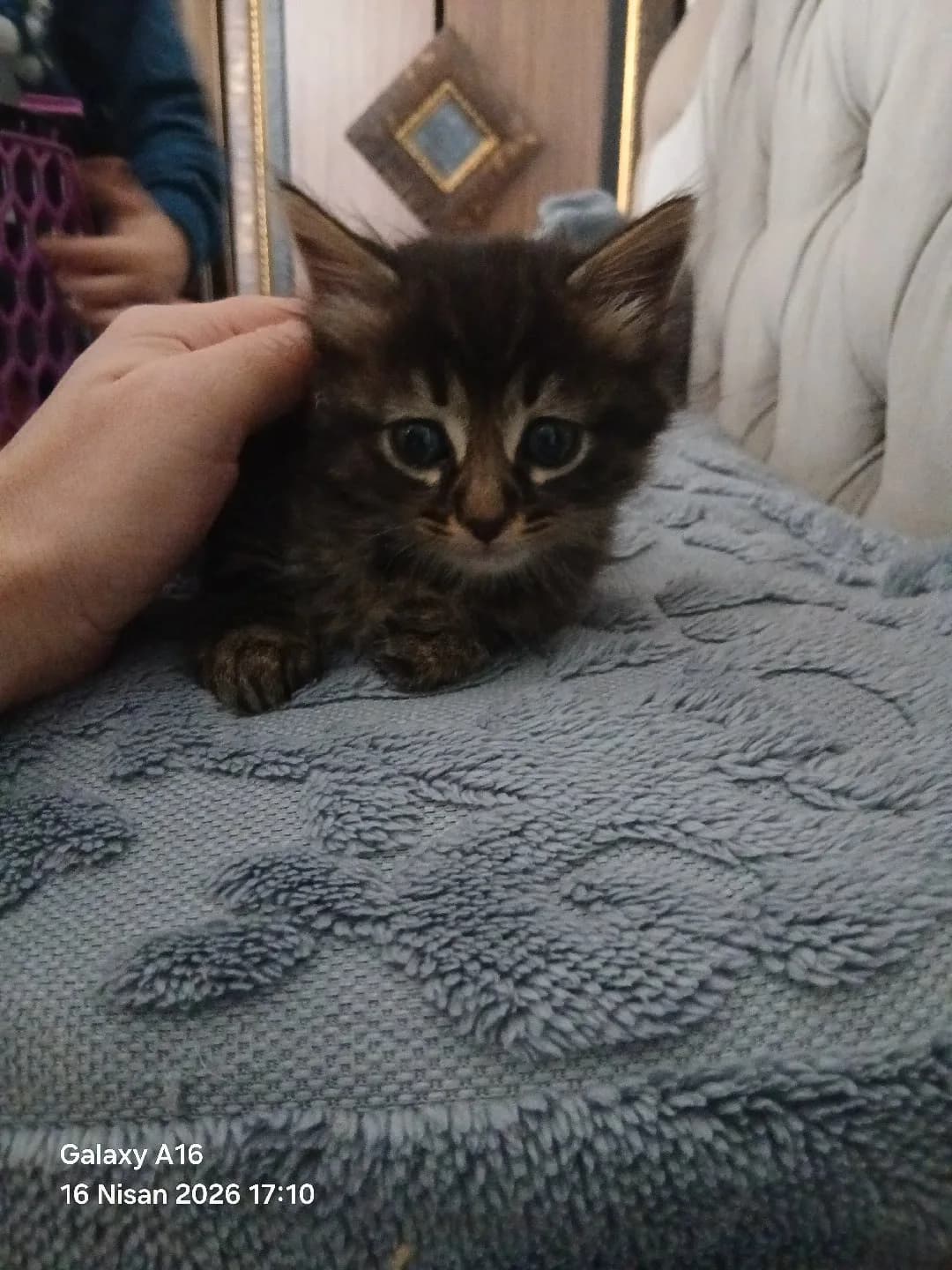 minik bebek yuva arıyor