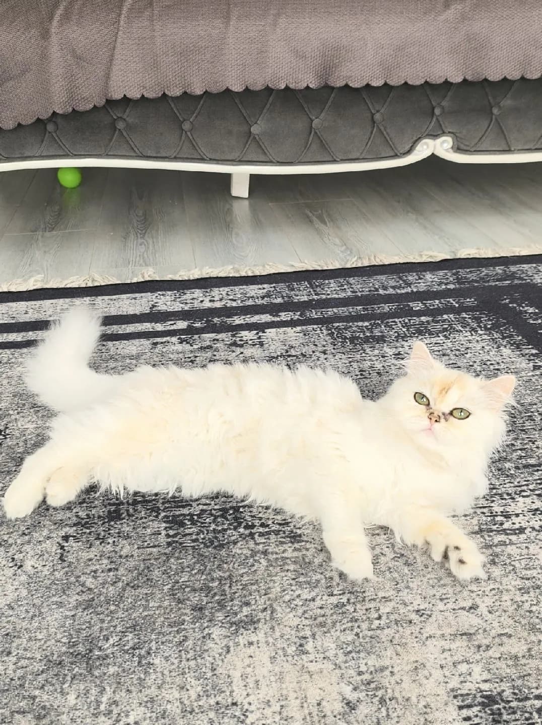 sekiz aylık dişi kedi