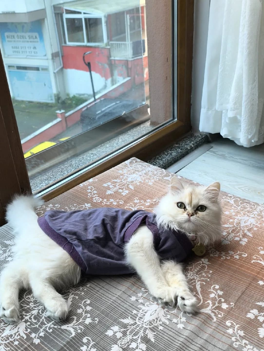 yavru kedi