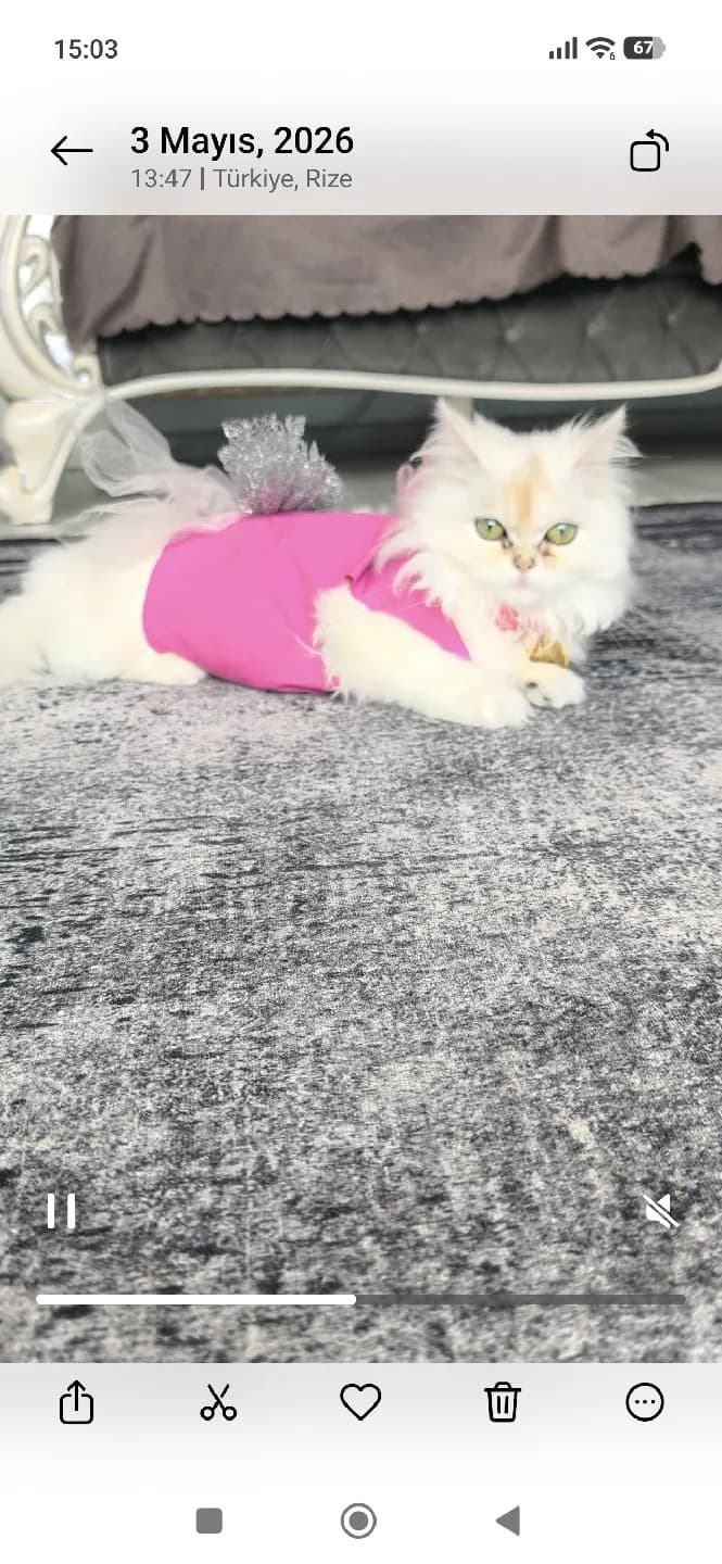 7 aylık bal peri Luna çok sevimlidir