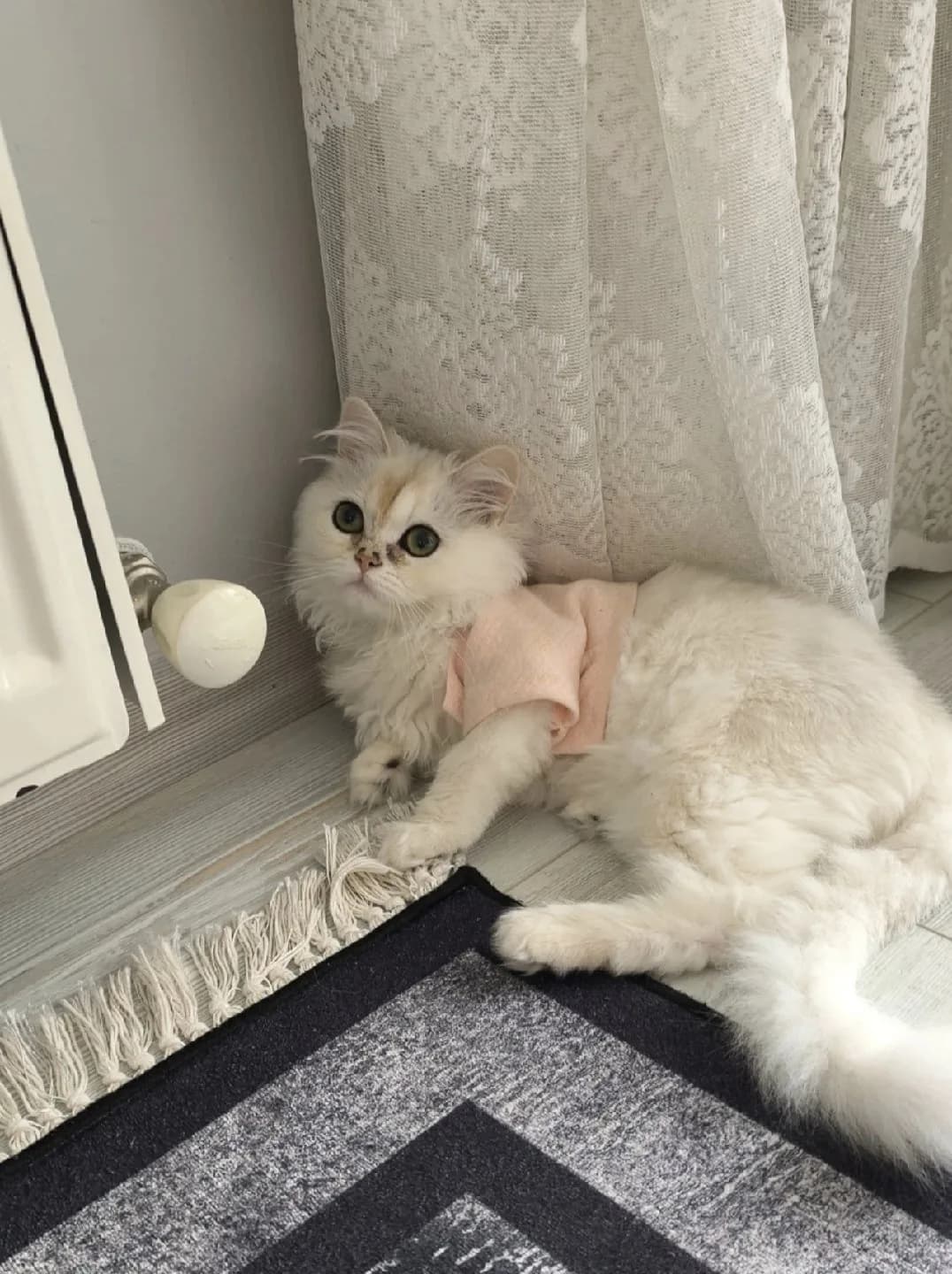 yavru kedi peri Luna altı aylık