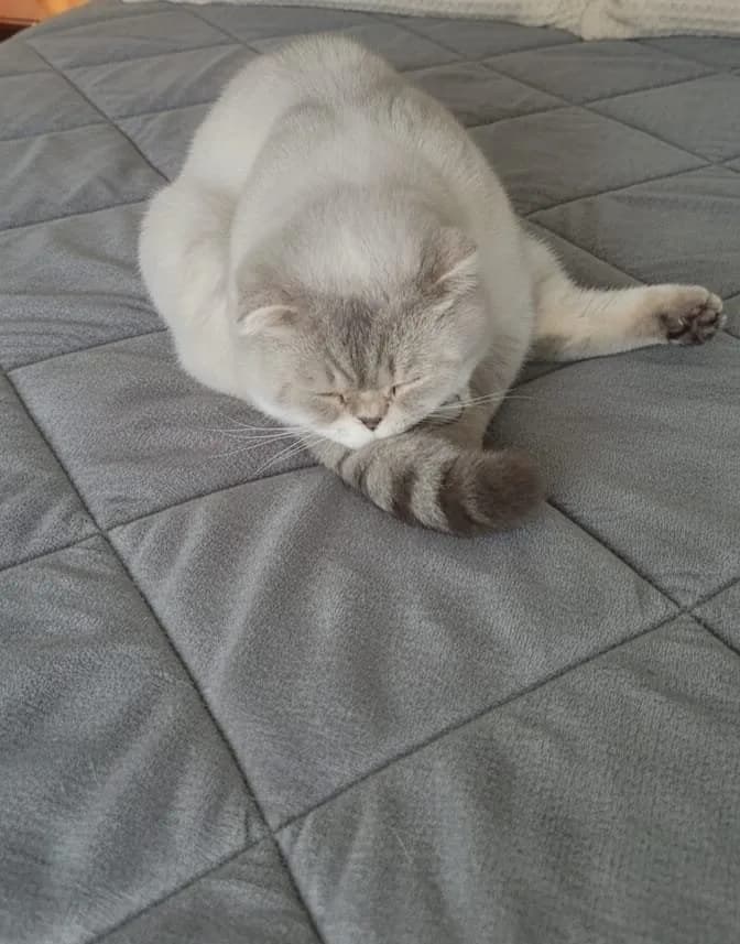 ücretsiz sahiplendirme acil