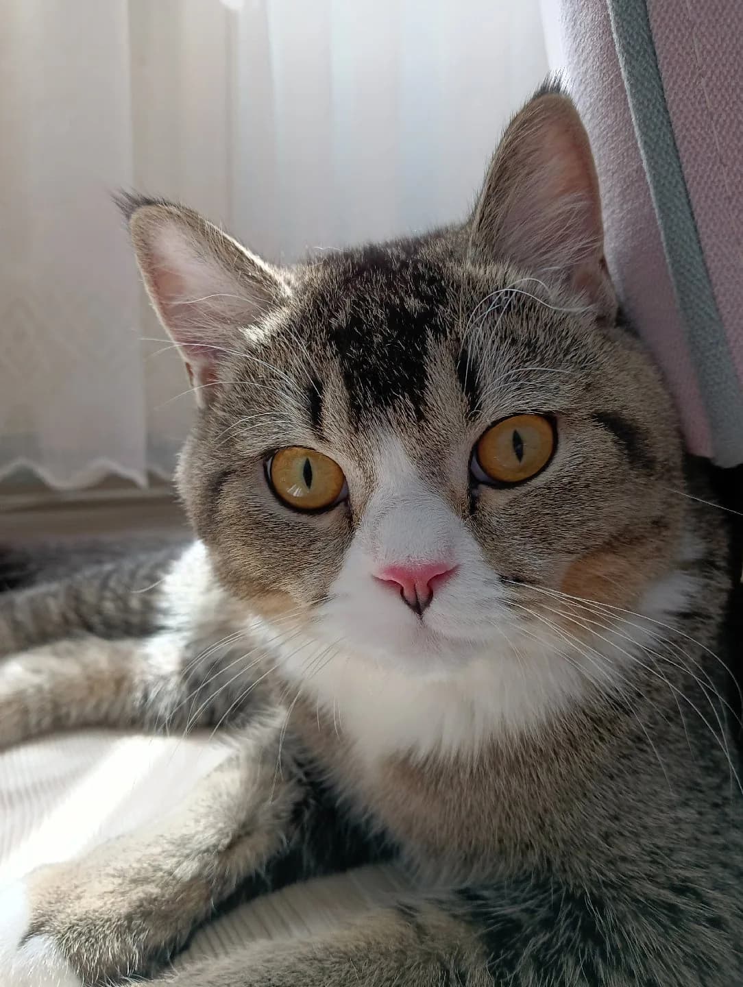 Acil yuva aranıyor British Shorthair Erkek kısır çipli