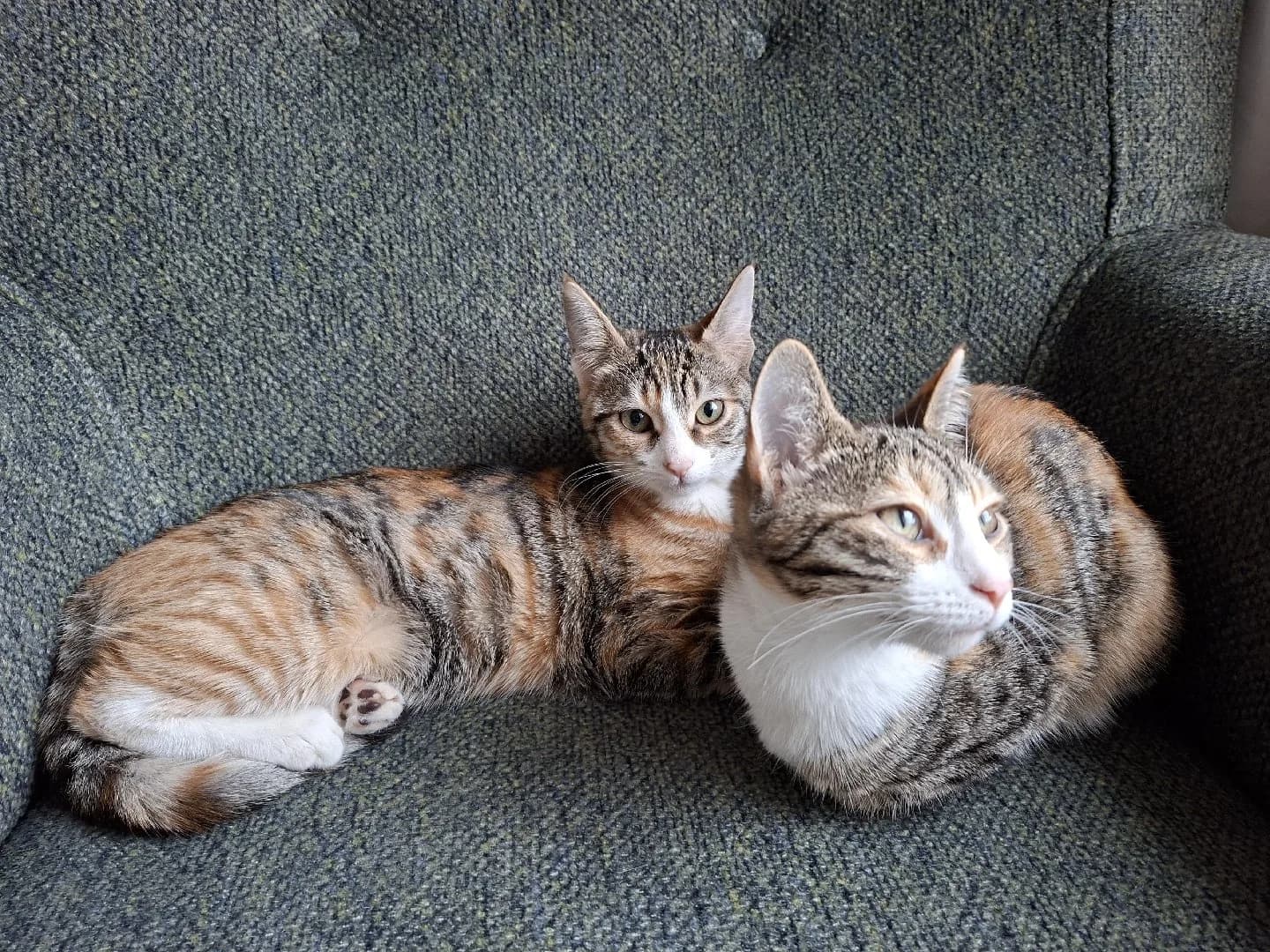 5 aylık yavrular yuvalarını arıyor