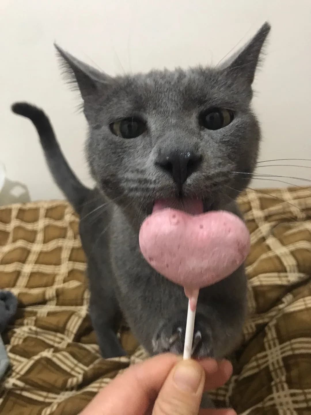 Ömürlük Yuva Arıyouz!